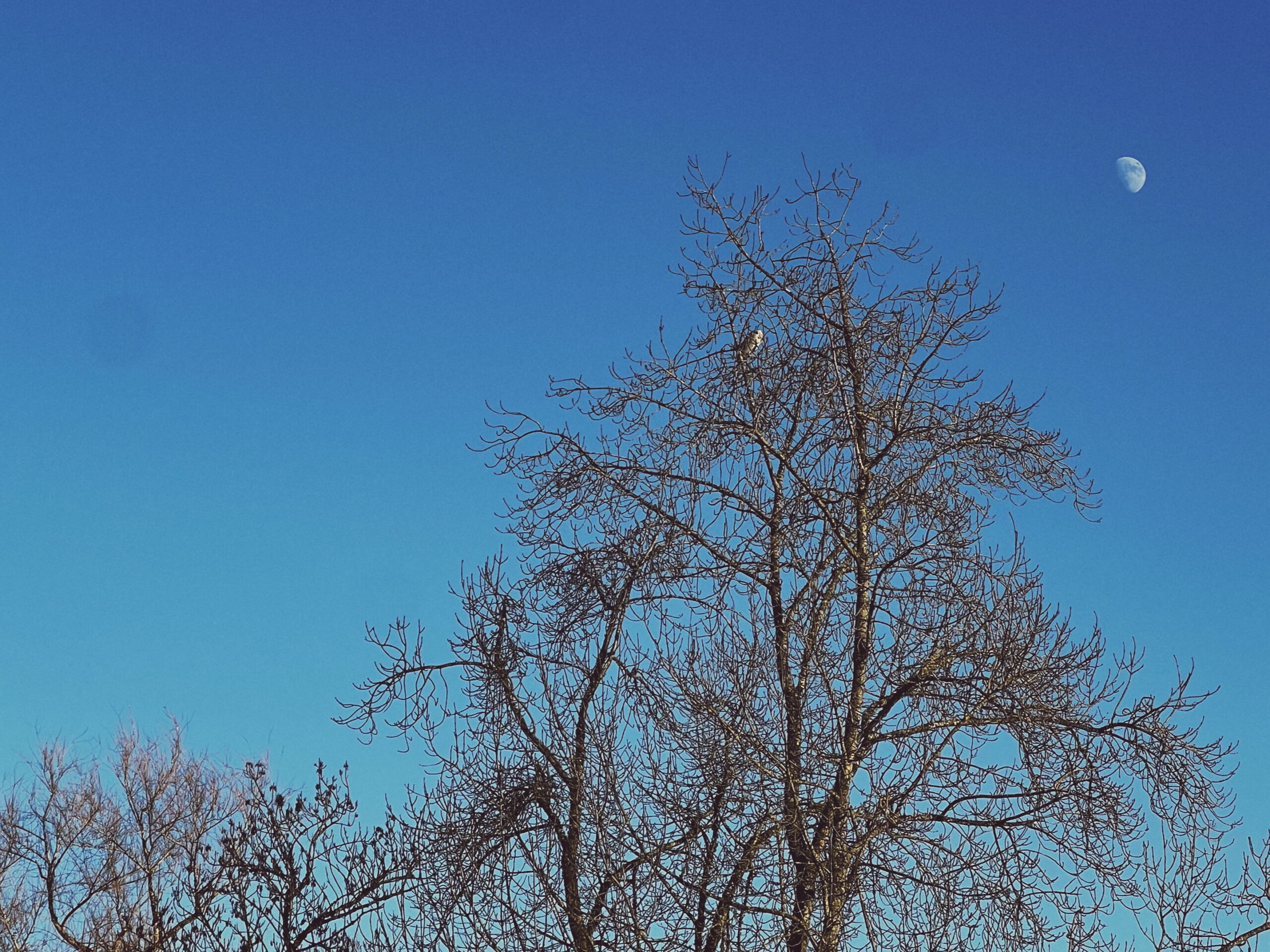 Daytime scene featuring a clear blue sky with a prominent half-moon visible in the top right corner. In the foreground, leafless trees with intricate, bare branches create a stark contrast against the vibrant sky